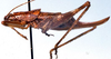 Canariola willemsei Morales-Agacino, 1959: female, lateral view (paratype). (Otu).