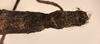CollectionObject 1559808; 8ce20cec-1e71-4d3a-950d-252cb855b0d4: copyright OUMNH. female: end of abdomen, dorsal view of Phasma (Acanthoderus) semiarmata (holotype). (CollectionObject).