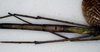 CollectionObject 1558179; NMW 869', d553eec1-147f-4418-9c41-cbc91257ac34: copyright NHMW, Vienna. female: upper abdomen of synonym Acrophylla aliena (paralectotype) [a misidentified example of Ctenomorpha marginipennis]. (CollectionObject).