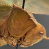 CollectionObject 1505940; d3f132e0-d989-457a-9b98-d40a308fd708: female head and pronotum, lateral view (holotype). (CollectionObject).