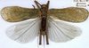 CollectionObject 1531810; 438ce5a2-39d1-48b7-abc6-89bb9b2bc750: female, dorsal view (holotype). (CollectionObject).