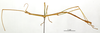 CollectionObject 1558063; 41d84573-9e26-4dbb-ba70-3710a744e165: copyright MNHN, Paris. male, lateral view (holotype). (CollectionObject).