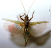 CollectionObject 1531397; c849ea2c-efb2-4e01-b410-5198dcfa3511: male, dorsal view (holotype). (CollectionObject).