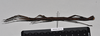 CollectionObject 1559518; NHMUK(SF IMPORT DUPLICATE) BMNH(E)845356, 0dc0db9c-24e0-46c7-9c2e-e9e72463fec1: copyright Natural History Museum, London. female, lateral view (holotype). (CollectionObject).