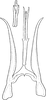 Aedeagus, ventral view on Zyginella pulchra Löw, 1885: Aedeagus, ventral view. (Observation).