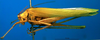 CollectionObject 1500717; ceda8db4-2a26-40d2-80e6-b1e51b91371a, DORSA BTtylinhS01: male, lateral view (lectotype of Tylopsis inhamata). (CollectionObject).