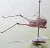 CollectionObject 1536183; 0a2b45b1-5ea4-4dab-8f86-aa5102120cb5: male, lateral view (holotype). (CollectionObject).