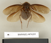 CollectionObject 1572920; 2a415557-c0da-42c3-a050-49f42adceaf4: Copyright Natural History Museum, London. Non-type (adult male) in BM(NH). Dorsal view. (CollectionObject).