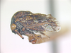 Brachycentrotus Metcalf & Bruner, 1926: _Brachycentrotus punctatus_. (Otu).