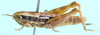 Hemiloryma deserticola Brown, 1973: female, lateral view. (Otu).