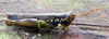 Eucephalacris borellii (Giglio-Tos, 1897): male. (Otu).