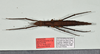 CollectionObject 1598198; 7ccb4a25-dbc4-4e46-a2c2-890ff09c27dd, QM T246607: copyright QM. female, dorsal view (holotype). (CollectionObject).