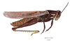 Schistocerca pallens (Thunberg, 1815): male, lateral view. (Otu).