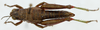 CollectionObject 1514638; ba61dbf8-53cf-427e-b9a7-98af8381d129: female, dorsal view (paratype). (CollectionObject).