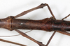 CollectionObject 1557632; NMW 644', f83f2320-a0b3-4996-b0f6-9fc414f2ffba: copyright NMW, Vienna. female: mid-body, dorsal view (syntype). (CollectionObject).
