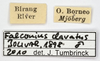CollectionObject 1575693; bbef9709-d961-4620-9dce-b7296ddae049: labels. (CollectionObject).