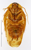 CollectionObject 1587325; MNHN(SF IMPORT DUPLICATE) MNHN-EP-EP1335, 18785ba2-2c7e-453d-b0f0-f5ffed8b1f09: CC BY-NC-ND 4.0/MNHN - Depraetere Marion - 2014. Holotype, male, of fourcarti Grandcolas, 1994. Specimen number: MNHN-EP-EP1335. http://coldb.mnhn.fr/catalognumber/mnhn/ep/ep1335. (CollectionObject).