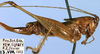 CollectionObject 1516973; d2d3e9ba-b30e-4bd5-983e-40949892fd54: female, lateral view (holotype). (CollectionObject).
