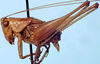 Odontoxiphidium apterum Morse, 1901: male, lateral view (paratype). (Otu).