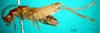 CollectionObject 1503507; bdcf65eb-5175-4ec3-b276-4fee793cf130: male, lateral view (holotype). (CollectionObject).