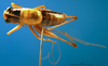 CollectionObject 1502480; ac5cb28f-0a4d-4df9-b5ce-51d0a0014c0e: male, dorsal view (paratype). (CollectionObject).
