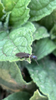 Oligotoma Westwood, 1837: (Otu).