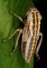 Habitus, lateral view on Cuerna alpina Oman & Beamer, 1944: Last instar nymph. U.S.A., Illinois, Monroe Co., Fults Prairie. Photo: R. Rakitov. (Observation).
