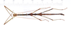 Canuleius vigintiquatuorspinosus Redtenbacher, 1906: copyright ZMUH, Hamburg. male, dorsal view (syntype). (Otu).