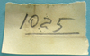 CollectionObject 1542938; fdbbfa02-e85b-4541-ab18-adf77bf2913a: label (Tympanotriba vittata). (CollectionObject).