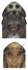 Head: !! display not done !! on Arboridia (Arboridia) maculifrons (Vilbaste, 1968): Head. (Observation).