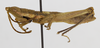 CollectionObject 1523718; 640a30a9-e7bc-455a-8d43-af129f3b8b2d: male, lateral view (lectotype of Calamacris californica). (CollectionObject).