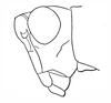 Basutacris scotti Dirsh, 1953: Fig. 29. male head, lateral view. (Otu).