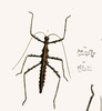 Pericentrus Redtenbacher, 1908: from Westwood, 1848. female of Pericentrus bicoronatus[TYPE SPECIES]. (Otu).