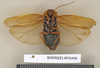 Aptera munda (Walker, 1868): Copyright Natural History Museum, London. Holotype (adult male) in BM(NH). Ventral view. (Otu).