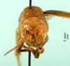 CollectionObject 1502867; c9addb4b-f215-41dd-93cd-8263065322e5: female, frontal view (paratype). (CollectionObject).