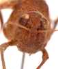 CollectionObject 2704308; CNMS 2965, 0037fd74-b194-4438-8550-5d3f8694319e, CNMS 2965: front view. male (paratype). (CollectionObject).