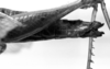 CollectionObject 1530274; 7efb4c1f-d9fa-46c5-9cba-1f147f141efc: Image Carbonell, C.S. female abdomen, lateral view (holotype). (CollectionObject).