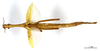 CollectionObject 1587028; d81b3c08-898b-49fd-95d0-fbf545015853: copyright MNHN, Paris. female of synonym Diura discolor (syntype). (CollectionObject).;CollectionObject 1587029; 4b5d035b-c2ac-49c1-97cf-8f27961cbd2b: copyright MNHN, Paris. female of synonym Diura discolor (syntype). (CollectionObject).