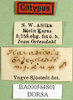 CollectionObject 1500237; 242cd36d-4db7-43e0-a7f0-f729e174b104, DORSA BA000584S01: labels (syntype of Karasicola oertendali). (CollectionObject).