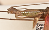 CollectionObject 1598195; c1d630a7-cb30-41a8-9955-a5c88c837715: copyright QM. male: head & thorax, lateral view (paratype). (CollectionObject).;CollectionObject 1598196; 92134e30-9cd1-46d1-8eda-fc8d0a34f9dd: copyright QM. male: head & thorax, lateral view (paratype). (CollectionObject).