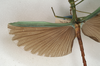 CollectionObject 1557552; NMW 1153, 74a31a87-eb88-4f08-b43a-ffb19b43fb5f: copyright NMW, Vienna. male, wings (holotype). (CollectionObject).