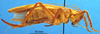 CollectionObject 1530795; cf4e4560-31cc-475f-8bf4-b19618b07022: female, lateral view. (CollectionObject).