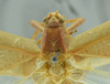 CollectionObject 1532196; 958e9f37-8b9c-4621-9db0-3b213005d99a, NMW No. 2955: male head, pronotum and stridulatory area, dorsal view (holotype). (CollectionObject).