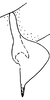 Anal tube processes: !! display not done !! on Hebata (Hebata) fabalis (DeLong, 1930): Anal tube process. (Observation).