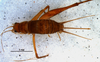 CollectionObject 1580527; 5758bde5-ba54-4a92-90c4-7b188598e15a: female, dorsal view (paratype). (CollectionObject).