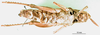 CollectionObject 1501186; 7faf4df4-7390-4995-89a4-3f92c5edf148, MfN 2059: female, ventral view (holotype). (CollectionObject).