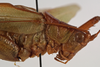 CollectionObject 1534507; 75ba925d-712a-4e9f-8d94-aa838f185da0: male pronotum, lateral view (syntype). (CollectionObject).