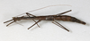 CollectionObject 1559358; NMW 619, bc39e88c-1d19-45d3-9856-09f1ab52c63f: copyright NMW, Vienna. female, dorsal view (holotype). (CollectionObject).