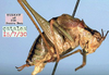 CollectionObject 1517428; ea6af25a-d9ae-4466-b33d-52bb6402d36e: male, lateral view (holotype of Isophya tenuicerca). (CollectionObject).