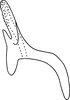 Aedeagus, lateral view: Aedeagus (holotype of E. billi Hepner), lateral view. (Observation).